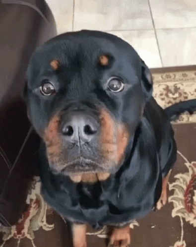 A Black And Brown Dog Is Sitting On A Rug Looking At The Camera GIF