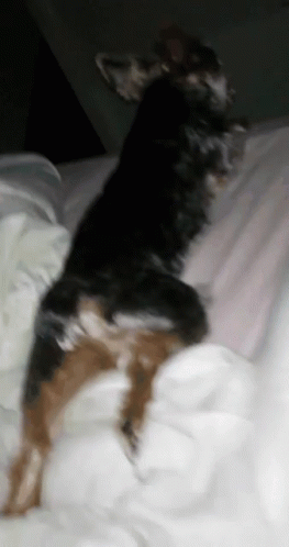 A Black And Brown Dog Laying On A Bed With White Sheets GIF