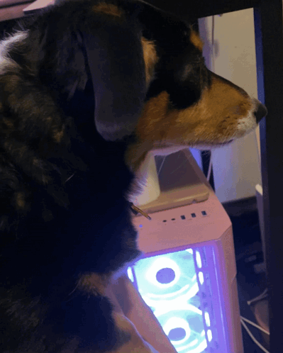 A Black And Brown Dog Looking At A Pink Computer GIF