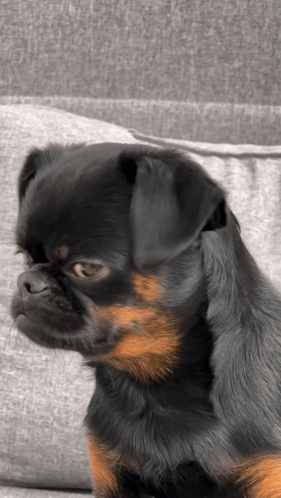 A Black And Brown Dog Sitting On A Couch GIF