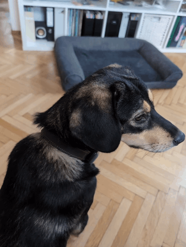 A Black And Brown Dog Sitting On A Wooden Floor In Front Of A Dog Bed GIF