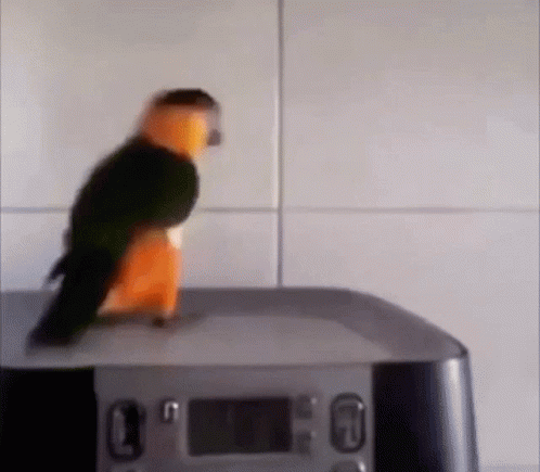 A Black And Orange Parrot Is Standing On Top Of A Clock . GIF