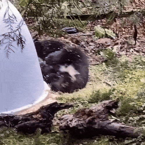A Black And White Animal Is Laying In A White Plastic Cup GIF