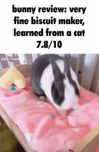 A Black And White Bunny Is Laying On A Pink Blanket With The Caption Bunny Review Very Fine Biscuit Maker GIF