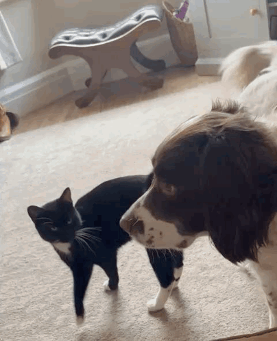 A Black And White Cat And A Brown And White Dog Are Standing Next To Each Other In A Living Room . GIF