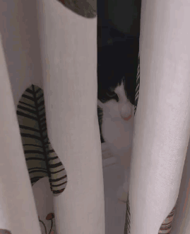 A Black And White Cat Behind A White Curtain GIF