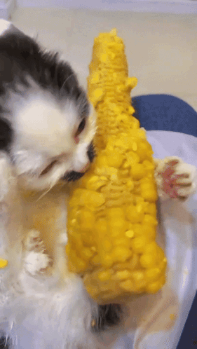 A Black And White Cat Eating Corn On The Cob On A Table GIF