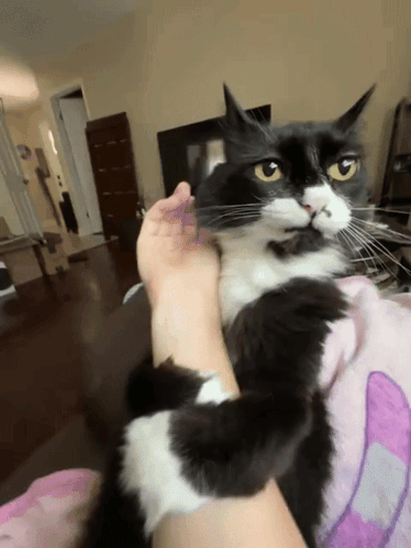 A Black And White Cat Is Being Held By A Person On A Bed GIF
