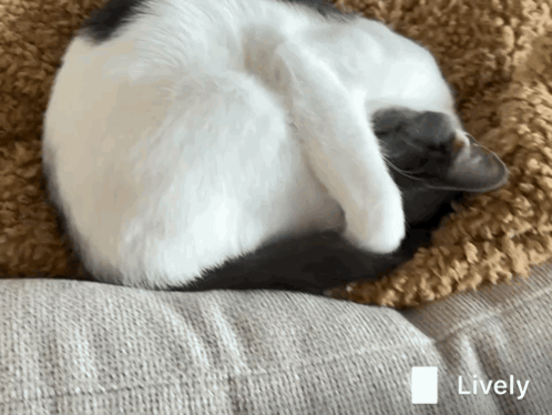 A Black And White Cat Is Curled Up On A Couch And The Word Lively Is On The Bottom Left GIF