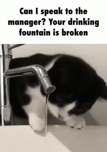 A Black And White Cat Is Drinking Water From A Faucet With The Caption Can I Speak To The Manager Your Drinking Fountain GIF