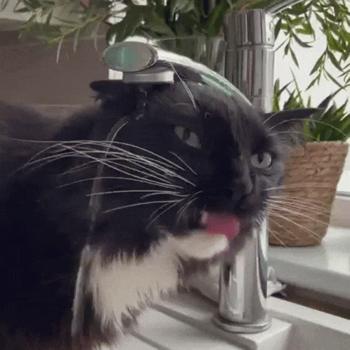 A Black And White Cat Is Drinking Water From A Kitchen Faucet GIF