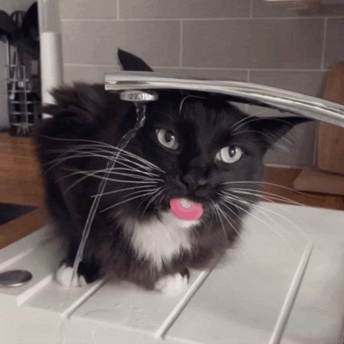 A Black And White Cat Is Drinking Water From A Kitchen Sink GIF