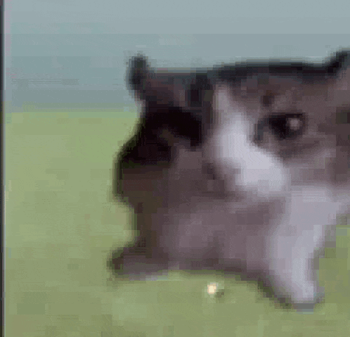A Black And White Cat Is Laying Down On A Green Field . GIF