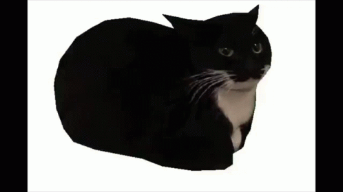A Black And White Cat Is Laying Down On A White Surface GIF