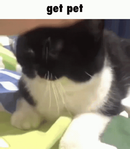 A Black And White Cat Is Laying On A Bed With The Words Get Pet Above It . GIF