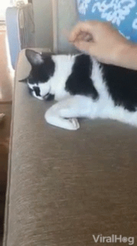 A Black And White Cat Is Laying On A Couch And Being Petted By A Person . GIF