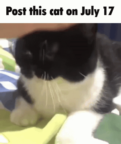 A Black And White Cat Is Laying On A Green Blanket With The Words Post This Cat On July 17 GIF