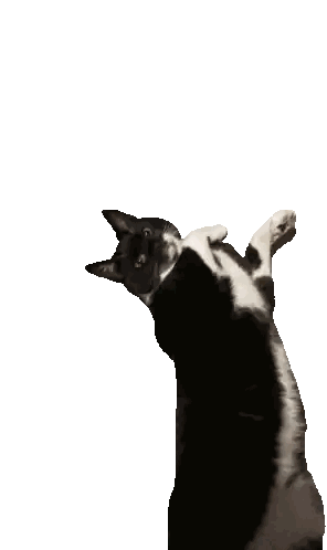 a black and white cat is laying on its back and looking up