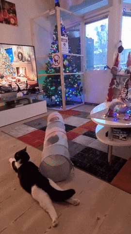 A Black And White Cat Is Laying On The Floor In Front Of A Christmas Tree GIF