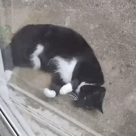 A Black And White Cat Is Laying On The Ground Behind A Glass Window . GIF