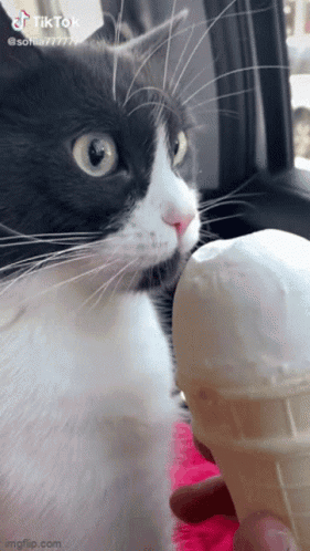 A Black And White Cat Is Licking An Ice Cream Cone .. GIF