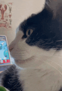 A Black And White Cat Is Looking At A Cellphone GIF