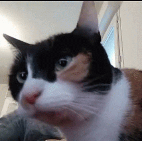 a black and white cat is looking at the camera