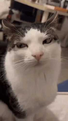 A Black And White Cat Is Looking Up At The Camera . GIF