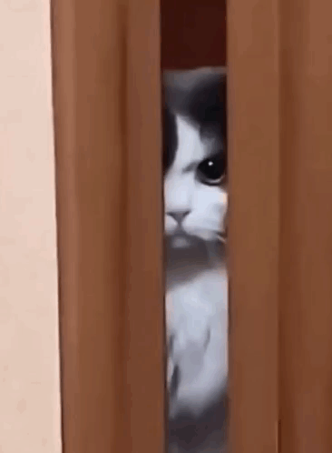 A Black And White Cat Is Peeking Out From Behind A Curtain . GIF