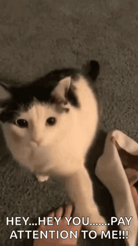 A Black And White Cat Is Petting A Person 'S Foot And Says Hey Hey You Pay Attention To Me !! GIF