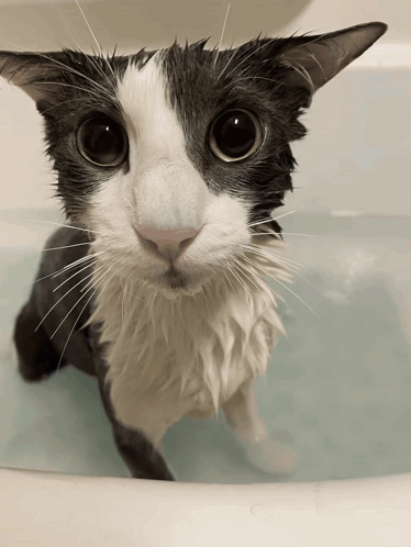 A Black And White Cat Is Sitting In A Bathtub Looking At The Camera GIF