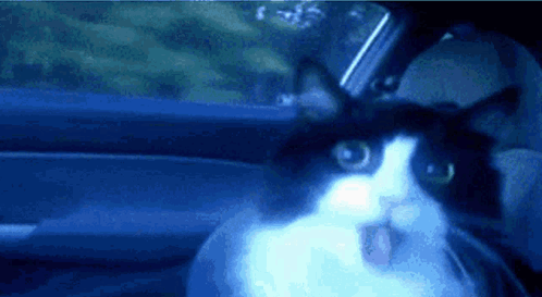 A Black And White Cat Is Sitting In A Car Looking Out The Window GIF