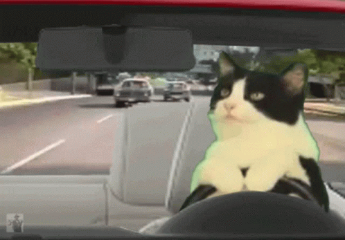 A Black And White Cat Is Sitting In A Car GIF