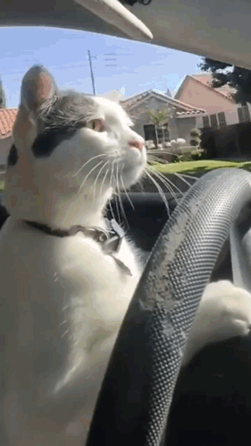 A Black And White Cat Is Sitting In The Driver 'S Seat Of A Car Looking Out The Window GIF