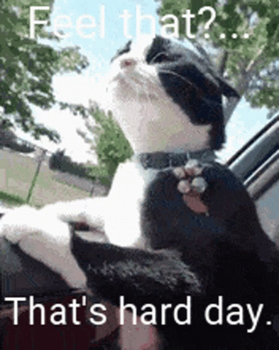 A Black And White Cat Is Sitting In The Driver 'S Seat Of A Car With Its Paws Out The Window . GIF