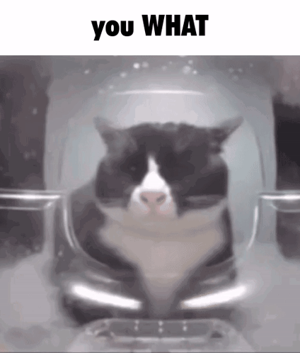 A Black And White Cat Is Sitting Inside Of A Plastic Container With The Words You What Above It . GIF