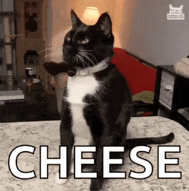 A Black And White Cat Is Sitting On A Bed With The Word Cheese Written On It GIF