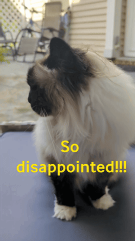 a black and white cat is sitting on a blue blanket with the words so disappointed written below it