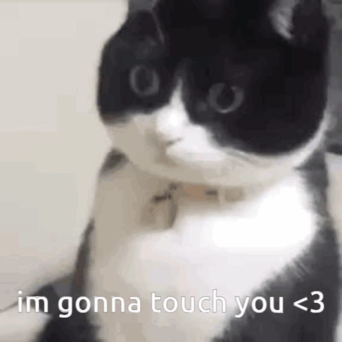 A Black And White Cat Is Sitting On A Couch And Saying `` Im Gonna Touch You < 3 '' . GIF