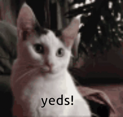 A Black And White Cat Is Sitting On A Couch And Says Yeds ! GIF