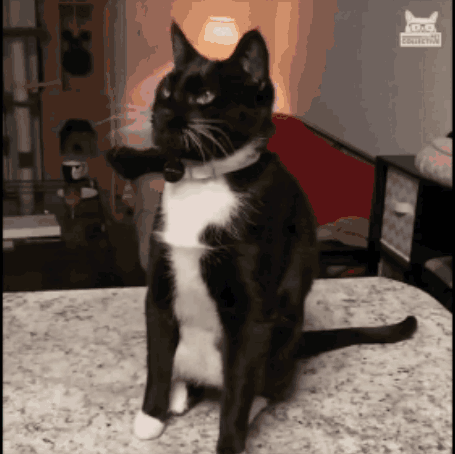 A Black And White Cat Is Sitting On A Counter With A Sticker On The Wall That Says ' Cats ' GIF
