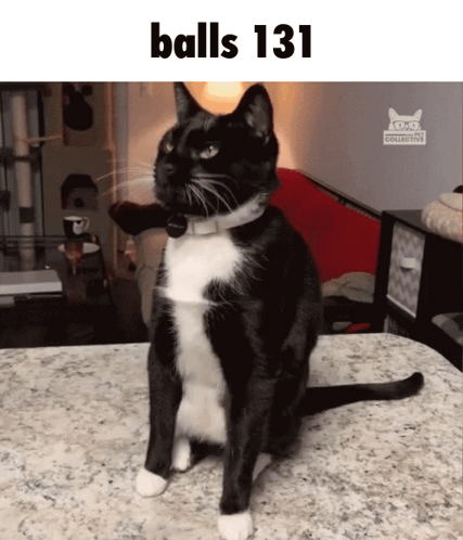 A Black And White Cat Is Sitting On A Counter With The Words Balls 131 Above It GIF