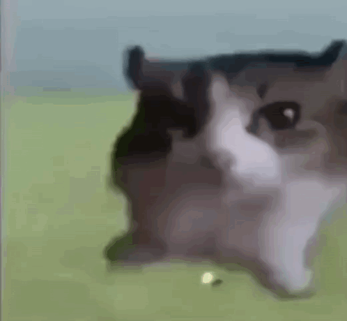 A Black And White Cat Is Sitting On A Green Field . GIF