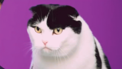 A Black And White Cat Is Sitting On A Purple Background Looking At The Camera . GIF