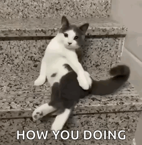 A Black And White Cat Is Sitting On A Set Of Stairs With The Words `` How You Doing '' . GIF