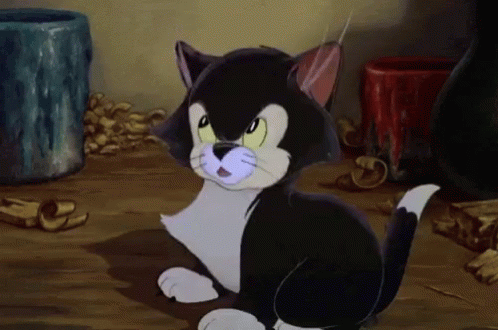A Black And White Cat Is Sitting On A Wooden Floor GIF