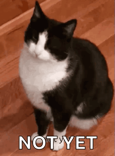 A Black And White Cat Is Sitting On A Wooden Floor With The Word Not Yet Written Below It GIF