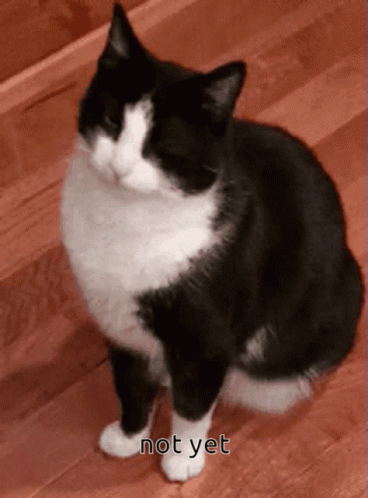 A Black And White Cat Is Sitting On A Wooden Floor With The Words Not Yet Written Below It GIF