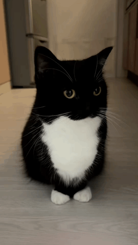 A Black And White Cat Is Sitting On The Floor GIF