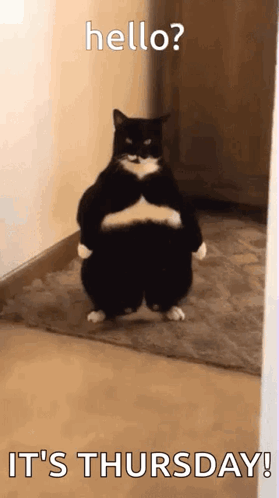 A Black And White Cat Is Standing In A Hallway With Its Arms Crossed And Says Hello ? It 'S Thursday GIF